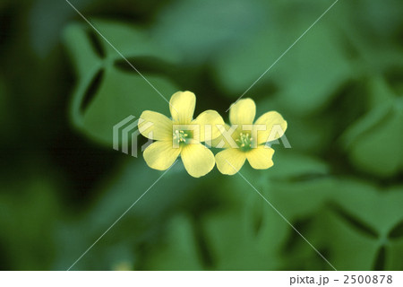 60363 カタバミ 60363 カタバミ 2500878