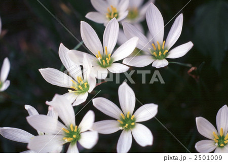 60508　タマスダレ 2501009