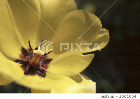 60529　チューリップ 2501054