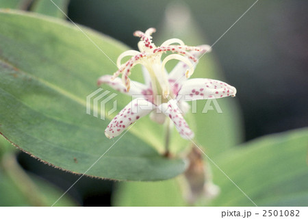 60543 ホトトギス 60543 ホトトギス 2501082