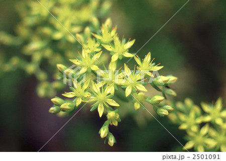 60551　マンネングサ 2501091