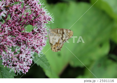 ヒメキマダラヒカゲとヨツバヒヨドリ ヒメキマダラヒカゲとヨツバヒヨドリ 2501116