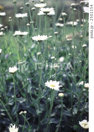 60577　マーガレット 2501154