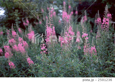 60656　ヤナギラン 2501236