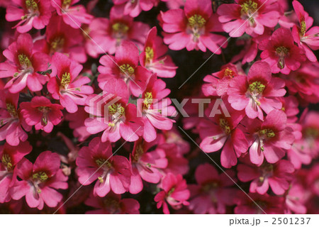 60662　シザンサス 2501237