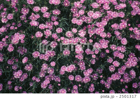 60722　マツバギク 2501317