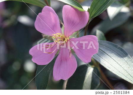 60761　シコンノボタン 2501384