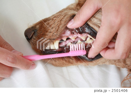 犬の歯磨き 2501406