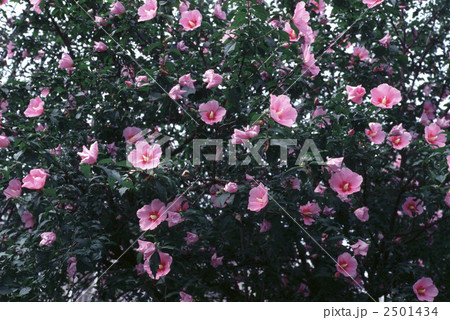 60804　ムクゲ 2501434