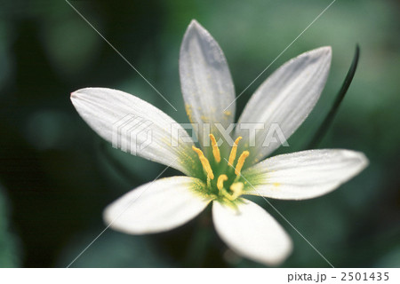 60807　タマスダレ 2501435