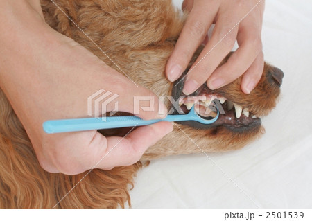 犬のお口チェック 2501539