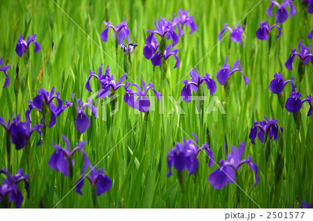 太田神社のかきつばた 2501577