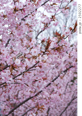 蜂須賀桜 2502277