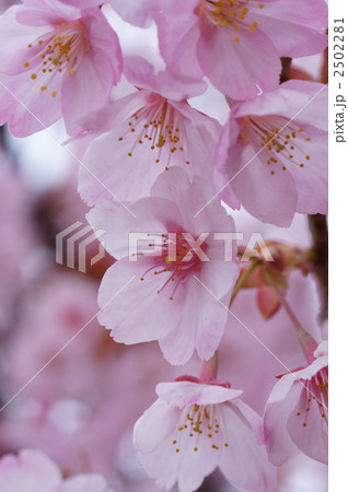 蜂須賀桜 2502281