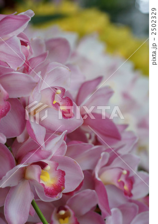 “うわさの花姫” 2502329