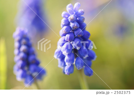 ムスカリの花 2502375
