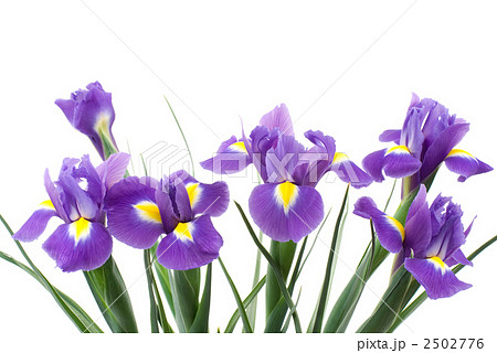 オランダアイリスの花 2502776