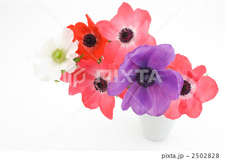 アネモネの花 アネモネの花 2502828