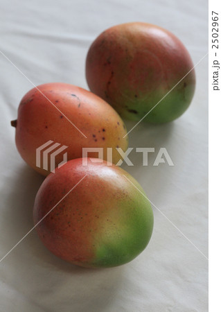 ケアンズ近郊マリーバ産のマンゴー ケアンズ近郊マリーバ産のマンゴー 2502967