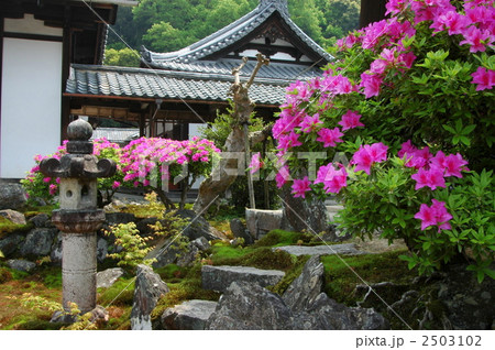 京都 興聖寺のつつじ 京都 興聖寺のつつじ 2503102