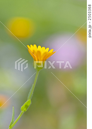 冬知らず一輪 冬知らず一輪 2503368