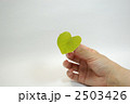手に持った蘇芳の葉 2503426