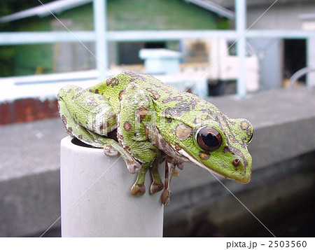 モリアオガエル 2503560