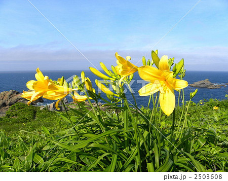 葦毛海岸に咲くエゾカンゾウ 2503608