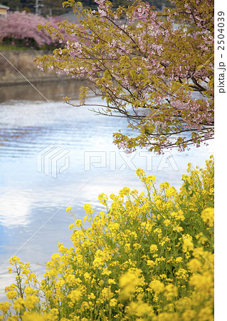 河津桜と菜の花の咲く河津川 2504039