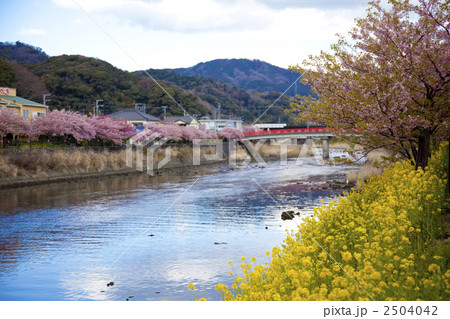 河津桜と菜の花の咲く河津川 河津桜と菜の花の咲く河津川 2504042