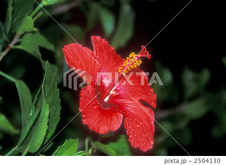ハイビスカス 2504130