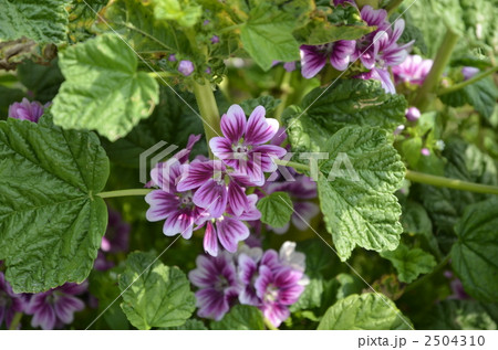 ゼニアオイ 2504310