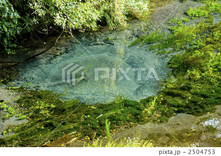 柿田川の湧水 柿田川の湧水 2504753