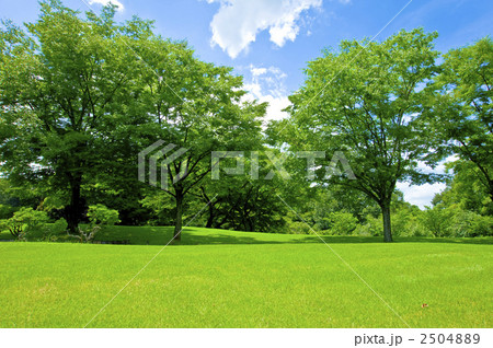 芝生と樹 2504889