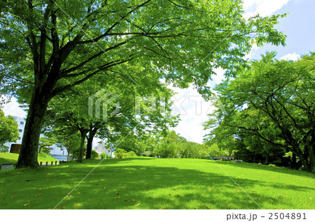 芝生と樹 芝生と樹 2504891