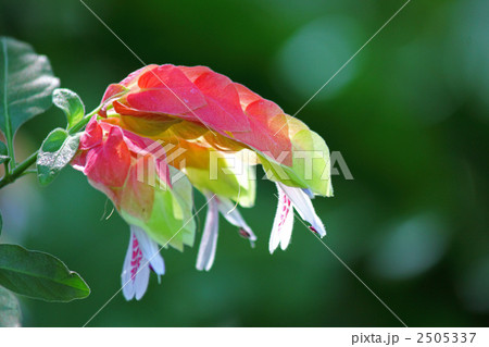 コエビソウ コエビソウ 2505337