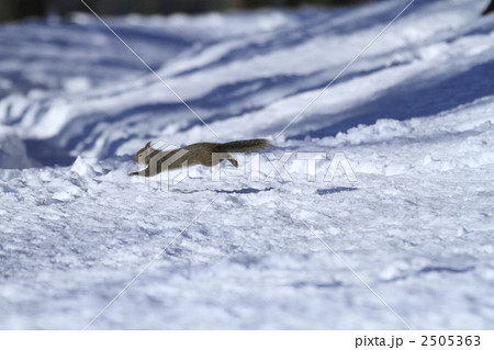 ニホンリス 2505363