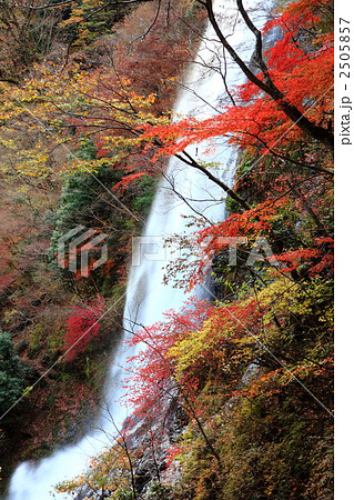 紅葉の天滝  2505857