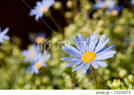 ブルーデイジー ブルーデイジー 2505875
