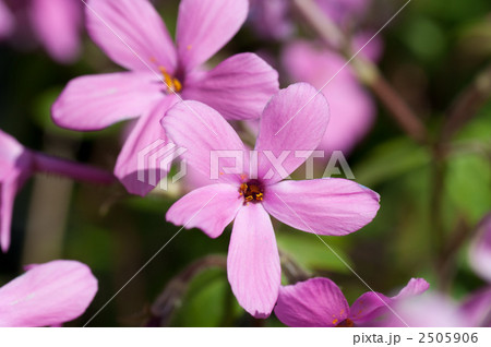 ツルハナシノブ ツルハナシノブ 2505906