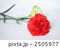母の日　カーネーション　２本　横　 2505977