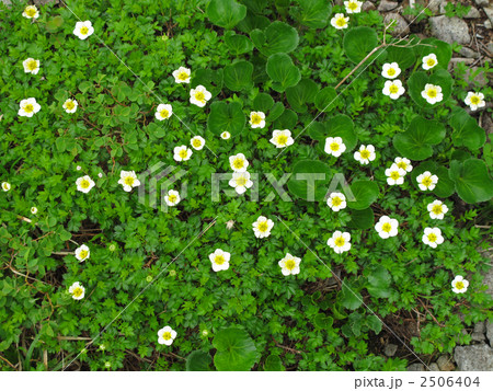 チングルマ チングルマ 2506404