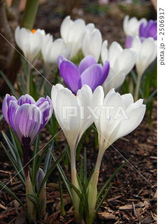 クロッカス畑 2506917