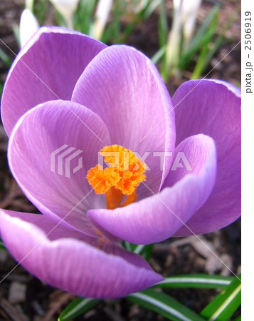 紫色のクロッカス 2506919