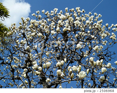 白色のモクレンの花と青空 白色のモクレンの花と青空 2506968