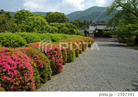 京都 随心院の皐月 京都 随心院の皐月 2507391