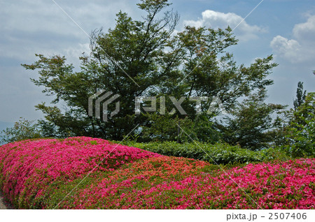 京都 善峯寺のさつき 京都 善峯寺のさつき 2507406