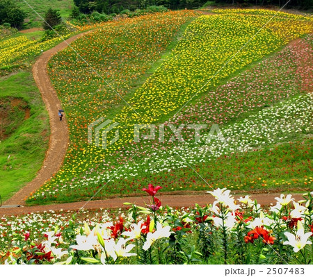 満開の百合の花の咲く風景 満開の百合の花の咲く風景 2507483