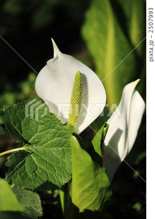 水芭蕉 2507993