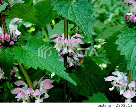 オドリコソウ オドリコソウ 2508518